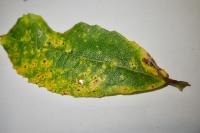 Phyllocnistis ramulicola
