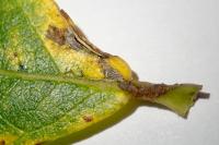Phyllocnistis ramulicola