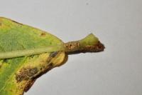 Phyllocnistis ramulicola