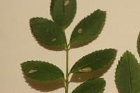 Coptotriche angusticollella