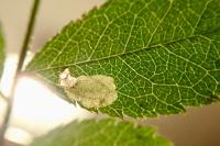 Coptotriche angusticollella