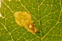 Coptotriche angusticollella