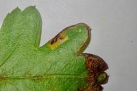Stigmella regiella