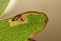Stigmella regiella