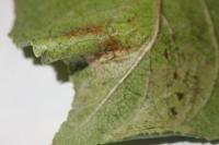 Phyllonorycter corylifoliella