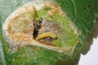 Phyllonorycter corylifoliella