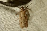 Diurnea lipsiella