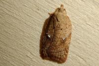 Acleris ferrugana/notana