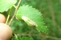 Phyllonorycter schreberella