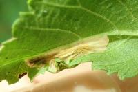 Phyllonorycter schreberella