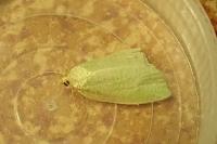 Tortrix viridana