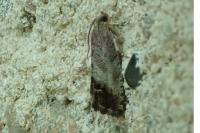 Cydia splendana
