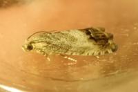 Cydia splendana