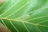 Phyllonorycter rajella