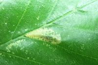 Phyllonorycter rajella