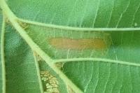 Phyllonorycter froelichiella