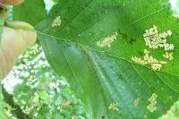 Phyllonorycter froelichiella