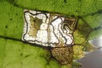 Stigmella tiliae