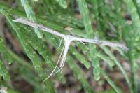 Emmelina monodactyla