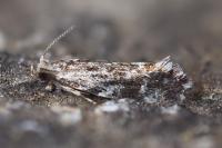 Dryadaula heindeli
