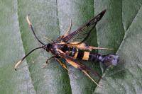 Synanthedon mesiaeformis