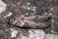 Blastobasis glandulella