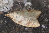 Aleimma loeflingiana