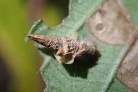 Coleophora potentillae
