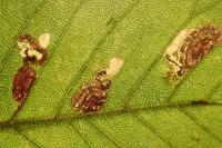 Stigmella viscerella