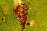 Stigmella viscerella