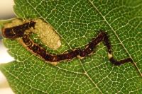 Stigmella ulmivora