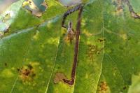 Stigmella ulmivora