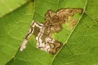 Stigmella tiliae