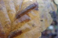 Phyllonorycter tenerella