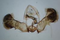 Grapholita funebrana