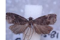 Grapholita funebrana