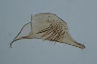 Triaxomasia caprimulgella