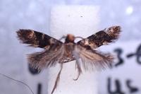 Triaxomasia caprimulgella