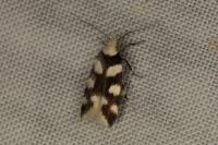 Pseudotelphusa tessella