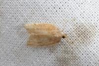 Acleris rhombana