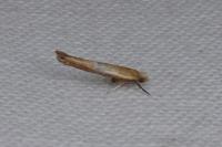 Zelleria hepariella