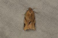Paramesia gnomana