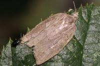 Acleris sparsana