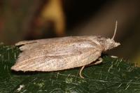 Acleris sparsana