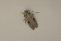 Agonopterix alstroemeriana