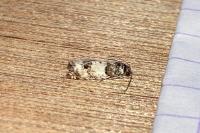 Epinotia thapsiana