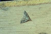 Alucita hexadactyla