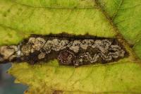 Ectoedemia atricollis