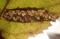 Ectoedemia atricollis