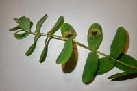 Fomoria septembrella